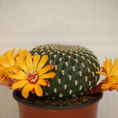 Sulcorebutia arenacea